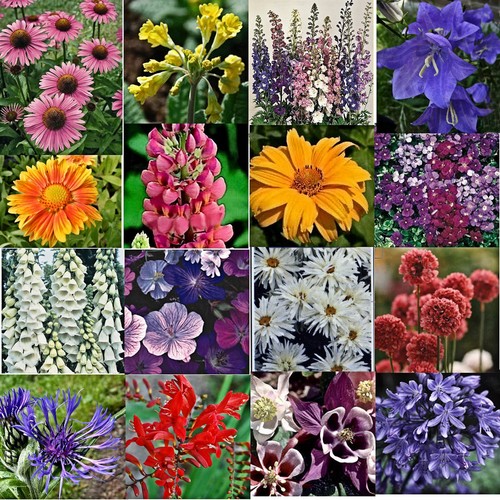 Cottage garden - 12,