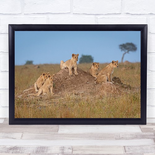 Wildlife nature animal lions - nature,