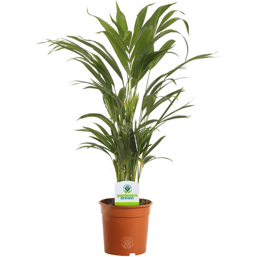 Areca palm lutescens - palm, 1