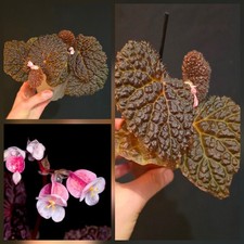 Begonia Baik x Dracopelta
