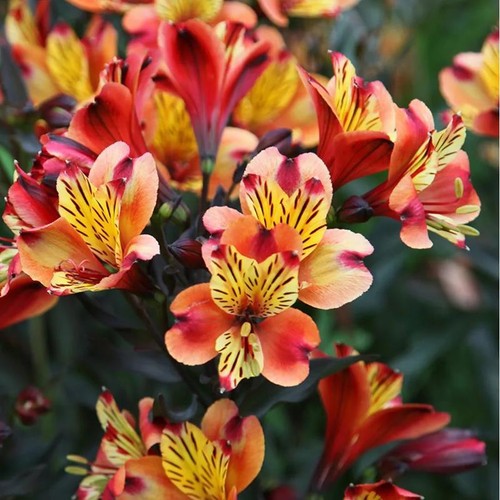 Alstroemeria indian summer - alstroemeria,