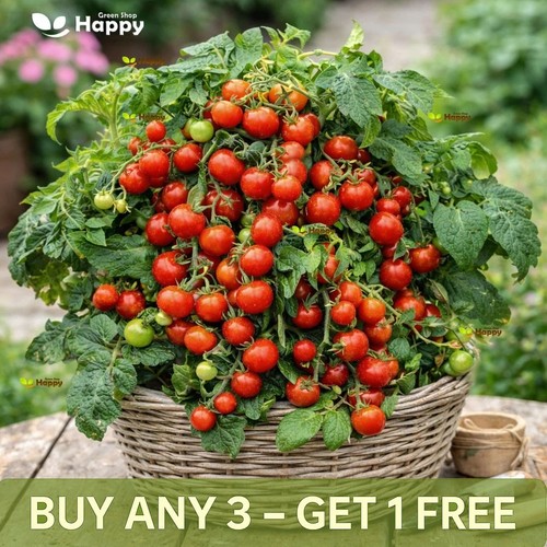 Vegetable seeds tomato - vegetable,