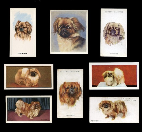 Pekingese peke chinese dog - pekingese,