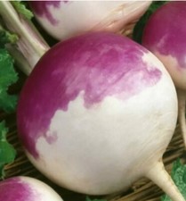 500 x Early Turnip - Purple Top White Globe - seeds. NON GMO