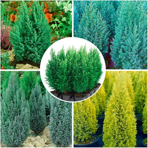 Dwarf conifer conical - conifer,