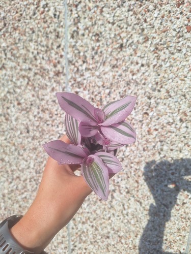Tradescantia nanouk houseplant - nanouk,