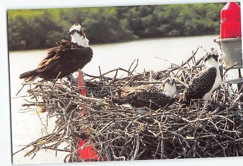 Postcard osprey nest - osprey,