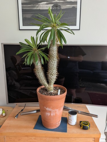Large pachypodium lamerei - large,