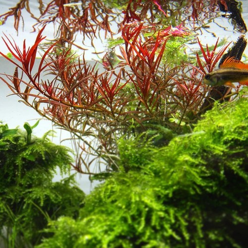 Ludwigia arcuata needle - ludwigia, leaf