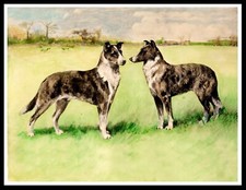 COLLIE SMOOTH DOGS LOVELY