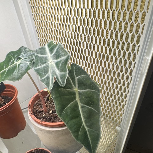 Alocasia polly potted - polly, indoor
