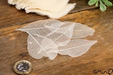 100x Natural Skeleton Leaves Dried Rubber Leaves for Wedding & Card Crafts 5-8cm