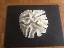 Large Vintage Natural Brain Coral - White