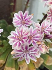 Lewisia Cotyledon Sunset Strain seeds 10 per packet