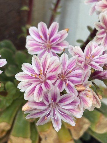 Lewisia cotyledon sunset - cotyledon,