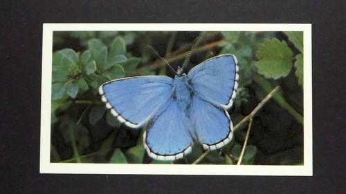 Grandee cigar card - grandee,