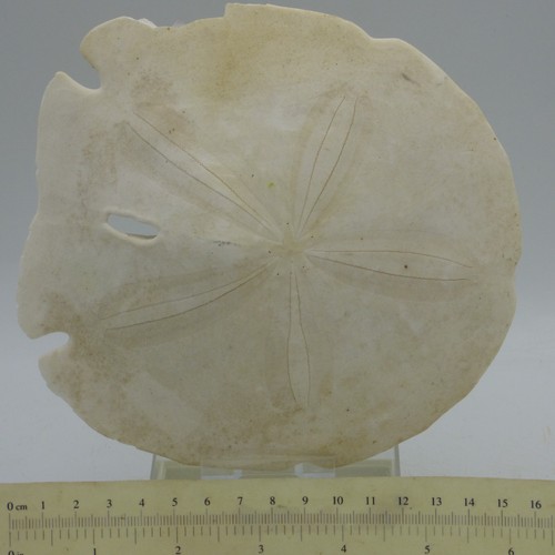 Fossil dendraster sand - dendraster, dollar