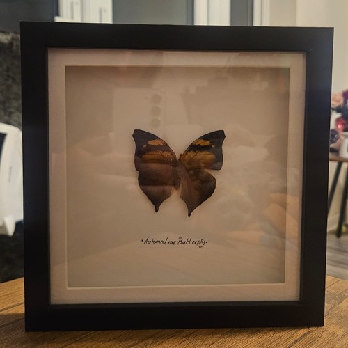 Butterfly framed taxidermy