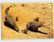 Postcard Arizona's Gambel Quail