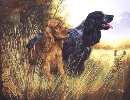Cocker spaniel print - cocker,