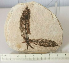 Multiple Fossil  Fish in
