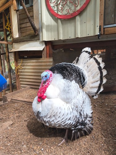 Royal palm turkey hatching - palm,