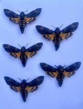 Death’s Head Hawk Moths x 5