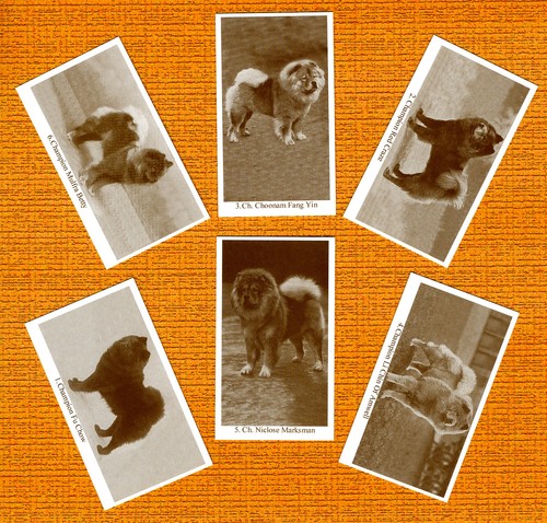Chow set six - chow, dog