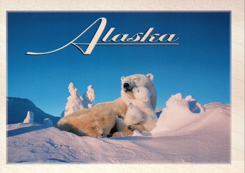 Polar bear sow cubs - sow, &