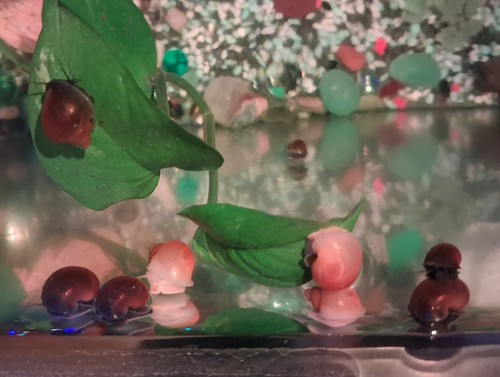 Live mystery snails pack - snails-5, –