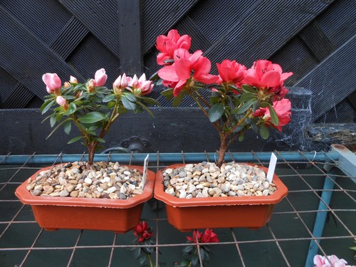 Two bonsai japanese - ,