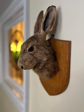 Taxidermy Brown Hare Head