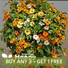 THUNBERGIA FIELDGROWN MIX  -
