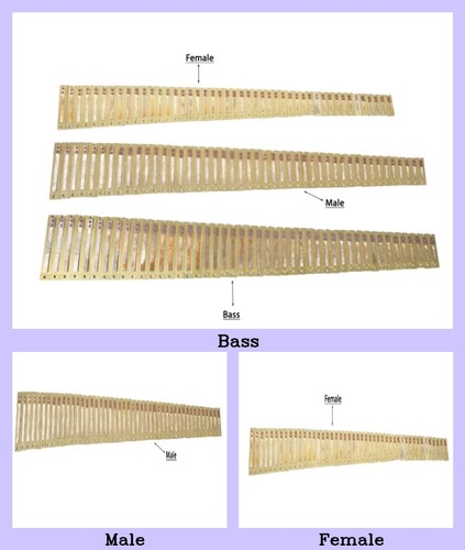 Harmonium parts for - 9, scale