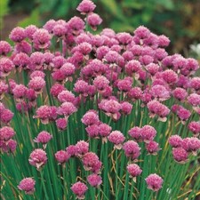 Chives Seeds 300 Fresh Herb Seeds - Easy Grow Food Perennial Indoor Outdoor UK