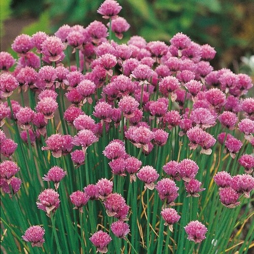 Chives seeds 300 fresh herb - 300,