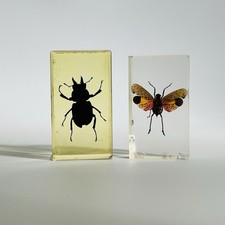 Real life bugs and - life,