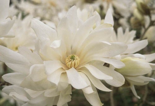 Magnolia stellata waterlily - magnolia,