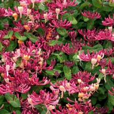 ~~PEACHES & CREAM~~Lonicera