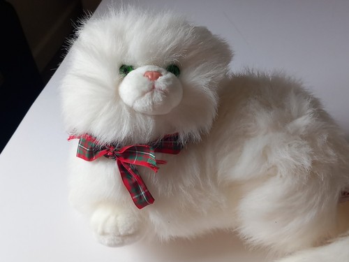 Russ nikki persian cat - russ,