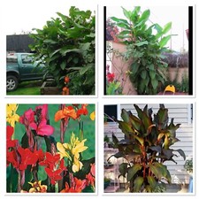 Giant Canna! 3X plugs. Different colour flowers! Uk hardy plug plants! Fast grow