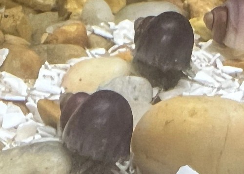 Live freshwater mystery - 3,
