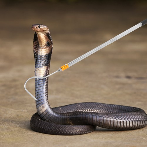 Reptile accessories snake - reptile,