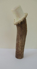 SCOTTISH RED DEER STAG ANTLER