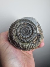Genuine Whitby Yorkshire Jurassic Dactylioceras Ammonite Fossil