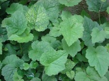 Tolmiea menziesii PIGGYBACK