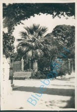 Malta Valletta Gardens  Taken by Navy officer HMS Ramillies 1930 