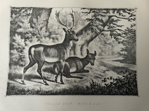 Antique print fallow - fallow, deer