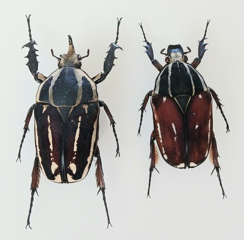 Mecynorrhina torquata - mecynorrhina,