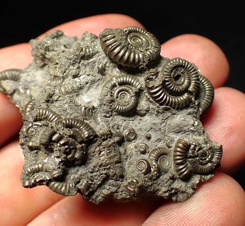 Pyrite multi ammonite - multi-ammonite, fossil